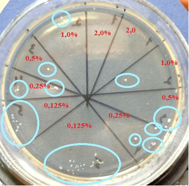 Бактерицидное действие образца на Escherichia coli